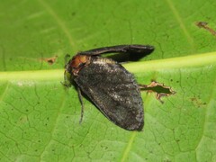 Epipyropidae