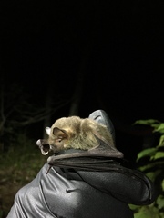 Myotis grisescens
