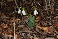 Galanthus alpinus