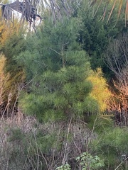 Pinus clausa