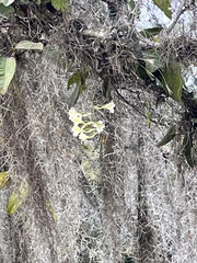 Rodriguezia granadensis