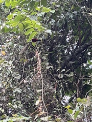 Rodriguezia granadensis