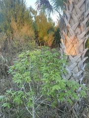 Aesculus pavia