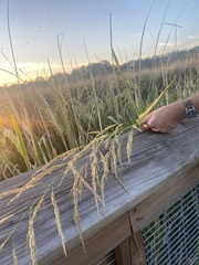 Zizaniopsis miliacea