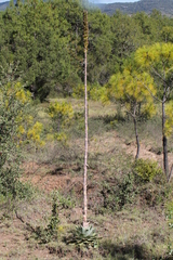 Agave nuusaviorum