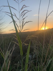 Zizaniopsis miliacea