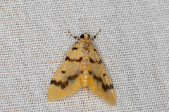 Dichocrocis clytusalis