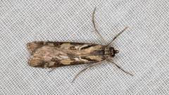Nomophila corticalis