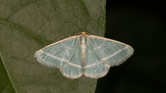 Mixocera latilineata