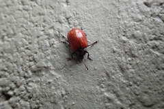 Plagiodera erythroptera