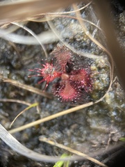 Drosera capillaris