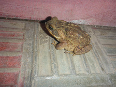 Rhinella horribilis