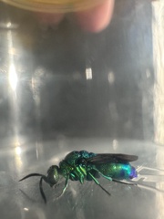 Chrysis angolensis