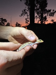 Eremiascincus richardsonii