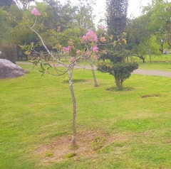 Chionanthus pubescens