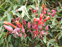 Dolichandra cynanchoides