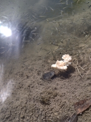 Synbranchus marmoratus