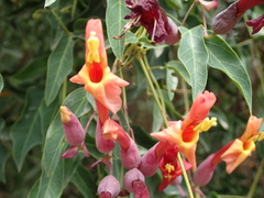 Dolichandra cynanchoides