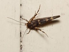 Stathmopoda megathyma