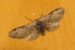 Eupithecia nevadata