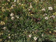Paepalanthus