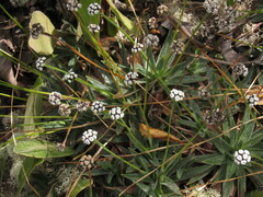 Paepalanthus