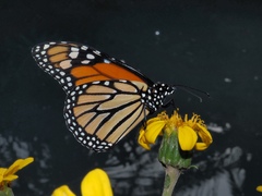 Danaus plexippus