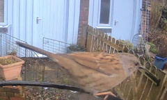 Prunella modularis occidentalis