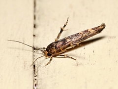 Stathmopoda megathyma