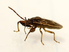 Oedancala dorsalis