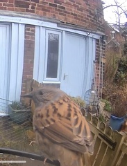 Prunella modularis occidentalis