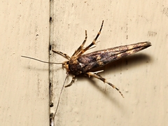 Stathmopoda megathyma