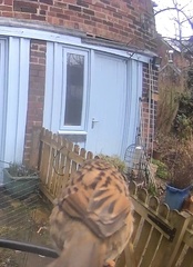 Prunella modularis occidentalis