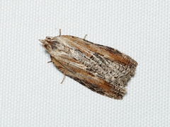 Cryptoptila immersana