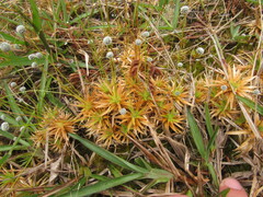 Paepalanthus