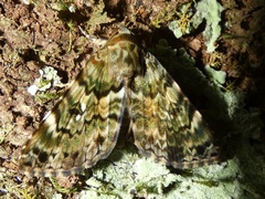Coenipeta aniloba