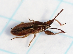 Oedancala dorsalis