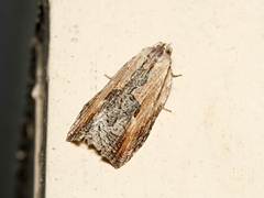 Cryptoptila immersana