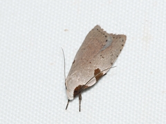 Zonopetala quadripustulella