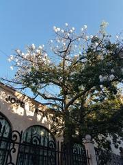 Ceiba aesculifolia
