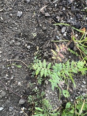 Phacelia tanacetifolia