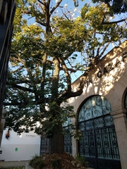 Ceiba aesculifolia