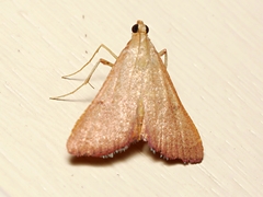 Endotricha pyrosalis