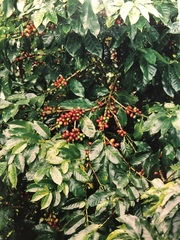 Coffea
