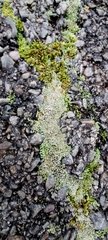 Bryum argenteum