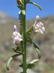 Sairocarpus kingii