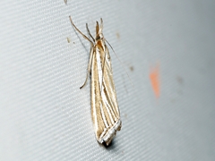 Hednota relatalis