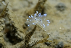 Antiopella cristata