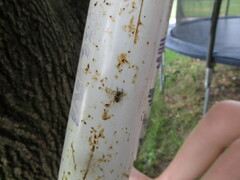 Paraphidippus