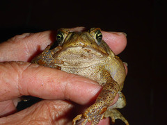 Rhinella horribilis
